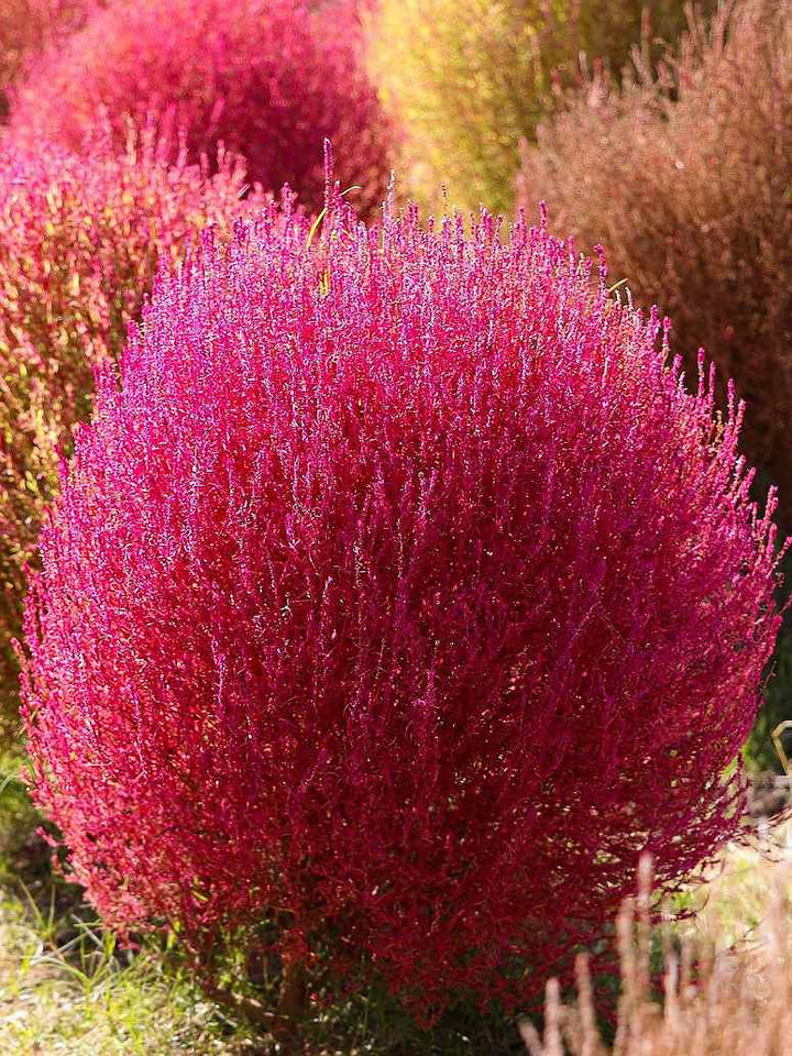 Pink Firebush Flower Seeds for Planting – Premium Heirloom Non-GMO, High Germination Organic Garden Seeds