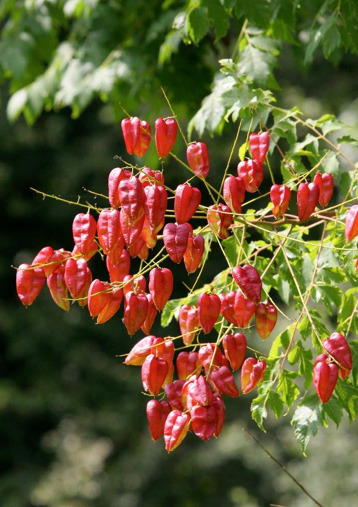 Red Koelreuteria Flower Seeds for Planting – Heirloom Non-GMO, High Germination Organic Garden Seeds