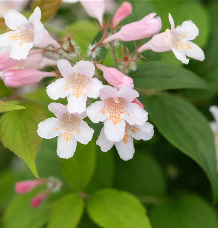 Pink Kolkwitzia Flower Seeds for Planting – Heirloom Non-GMO, Drought Tolerant, High Germination Organic Garden Seeds