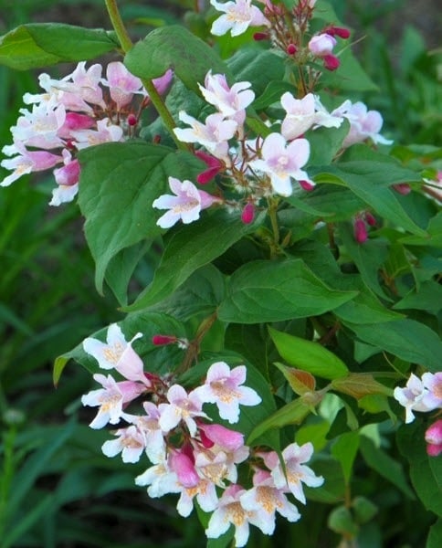 Pink Kolkwitzia Flower Seeds for Planting – Heirloom Non-GMO, Drought Tolerant, High Germination Organic Garden Seeds