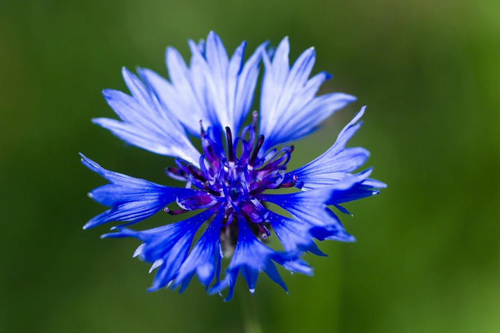Cornflower Seeds for Planting – Heirloom, Non-GMO, Shade Tolerant Organic Garden Seeds with High Germination
