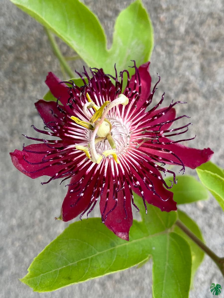 Red Passion Flower Seeds for Planting – Low Maintenance Heirloom Non-GMO Organic Garden Seeds