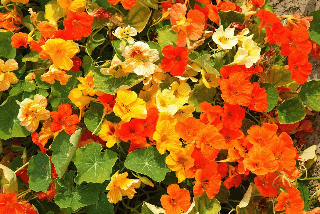 Flower Seeds, Seeds,Seeds For Planting,Plant Seeds