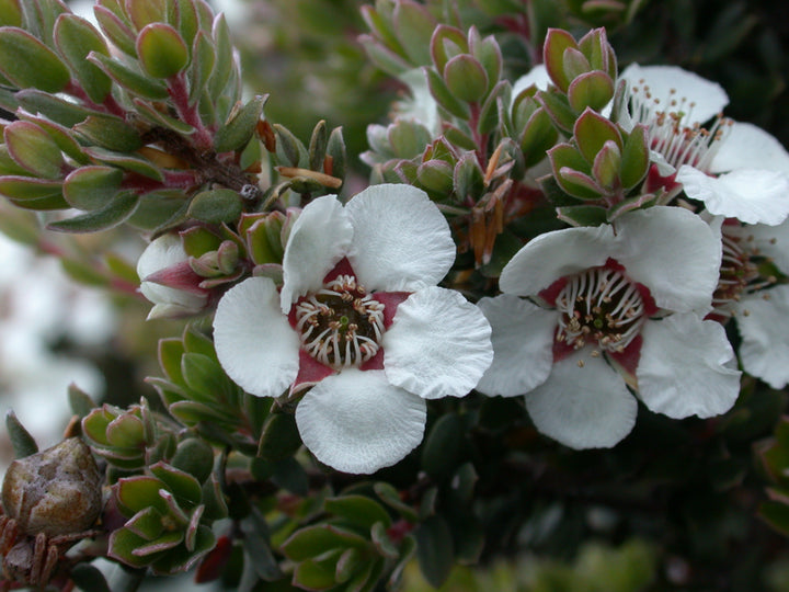 Leptospermum Flower Seeds for Planting – Heirloom Non-GMO Seeds for Home Garden, High Germination