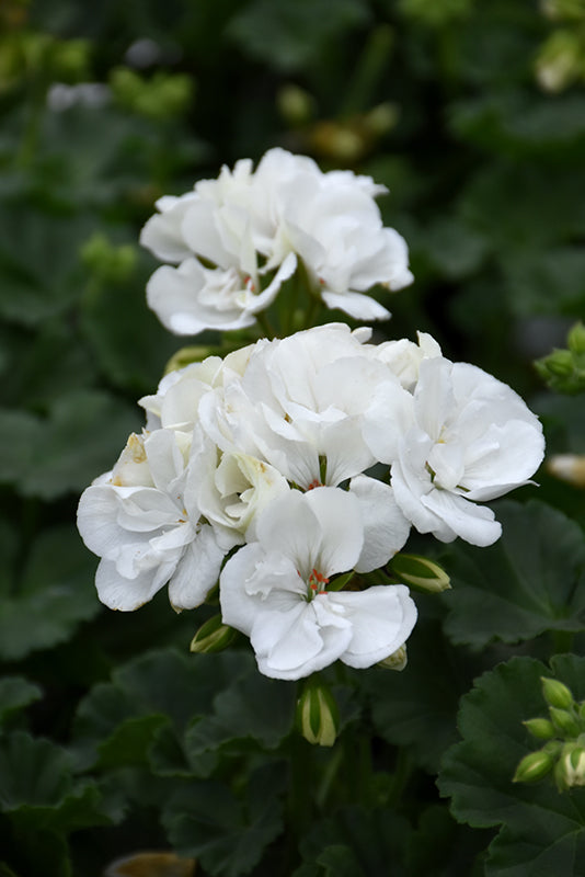 White Geranium Pelargonium Seeds for Planting – Heirloom, Non-GMO, Drought-Tolerant Organic Garden Seeds