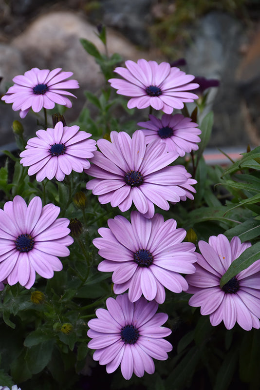 Light Violet Osteospermum Flower Seeds for Planting – Premium Heirloom Non-GMO Seeds, High Germination