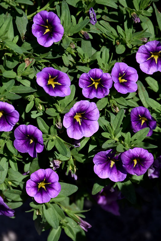 Purple Calibrachoa Flower Seeds for Planting – Heirloom, Non-GMO, High Germination Organic Garden Seeds