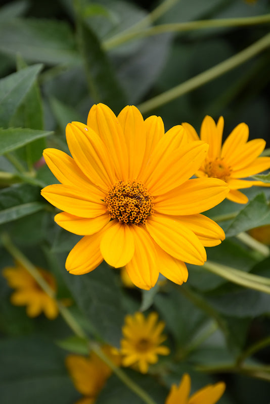 Heliopsis SunFlower Seeds for Planting – Heirloom Non-GMO Organic Garden Seeds, High Germination