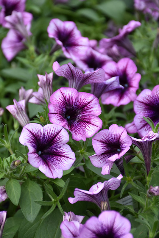 Lavender Black Petunia Flower Seeds for Planting – Vibrant Blooms, Heirloom Non-GMO High Germination Organic Garden Seeds
