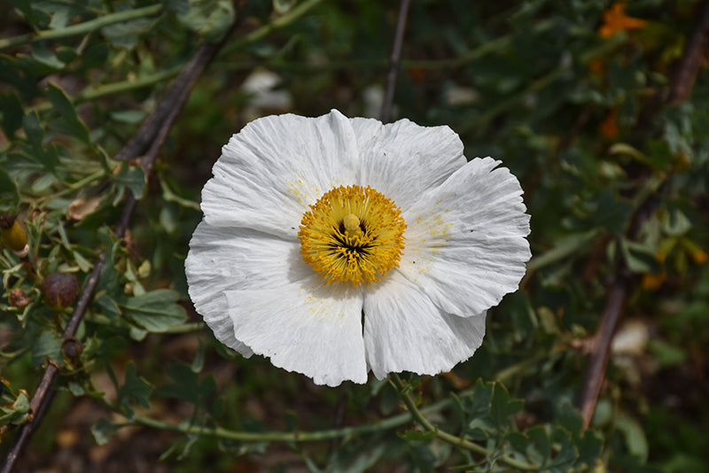 Coulteri Flower seeds for Planting - Cottage Garden Essential, Heirloom &amp; GMO Free Seeds for Home Garden High Germination