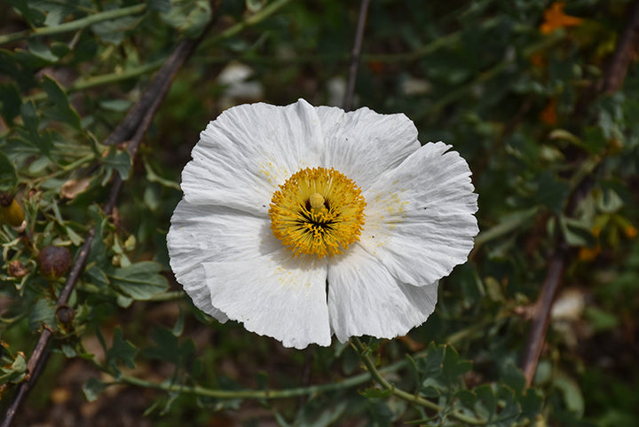 Coulteri Flower seeds for Planting - Cottage Garden Essential, Heirloom &amp; GMO Free Seeds for Home Garden High Germination