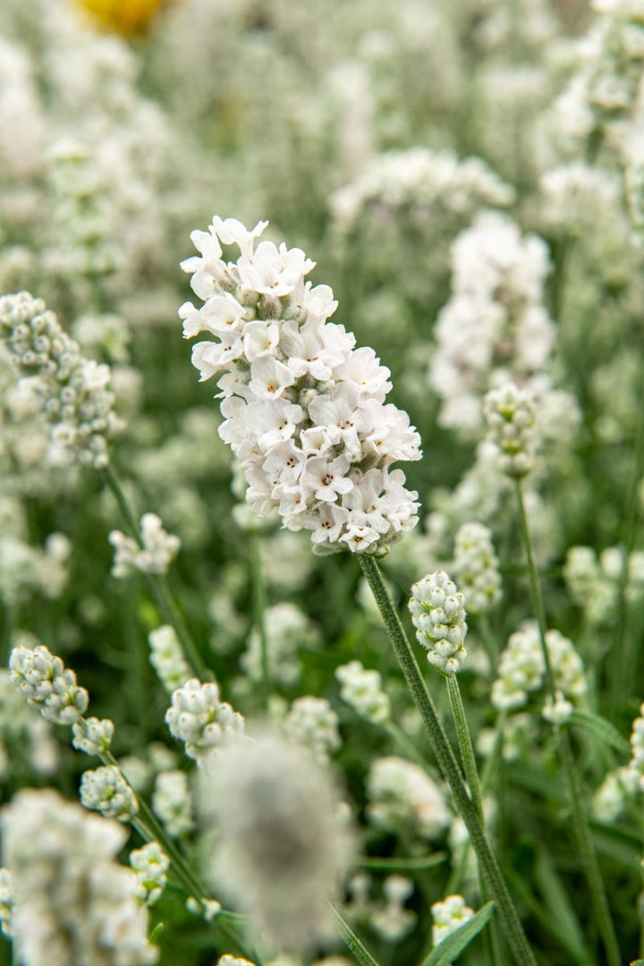 White Lavender Flower Seeds for Planting – Heirloom, Non-GMO, Garden Favorite, High Germination