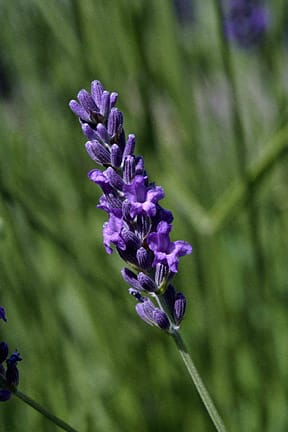 Provence Lavender Flower Seeds for Planting Mixed Color – Heirloom, Non-GMO, High Germination Organic Garden Seeds