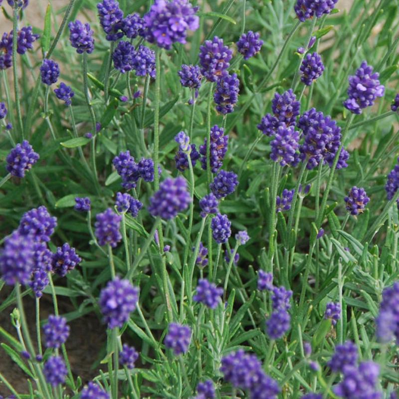 English Lavender Lady Seeds Herb Seeds for Planting – Heirloom, Non-GMO, High Germination Organic Garden Seeds