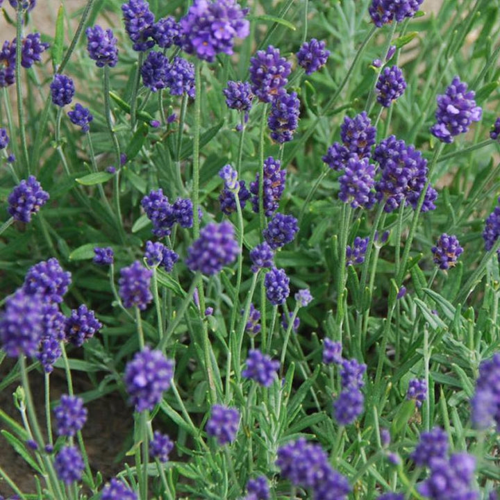 English Lavender Lady Seeds Herb Seeds for Planting – Heirloom, Non-GMO, High Germination Organic Garden Seeds