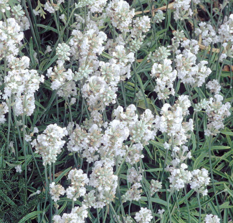 White Lavender Ellagance Flower Seeds for Planting | Heirloom Non-GMO High Germination Seeds