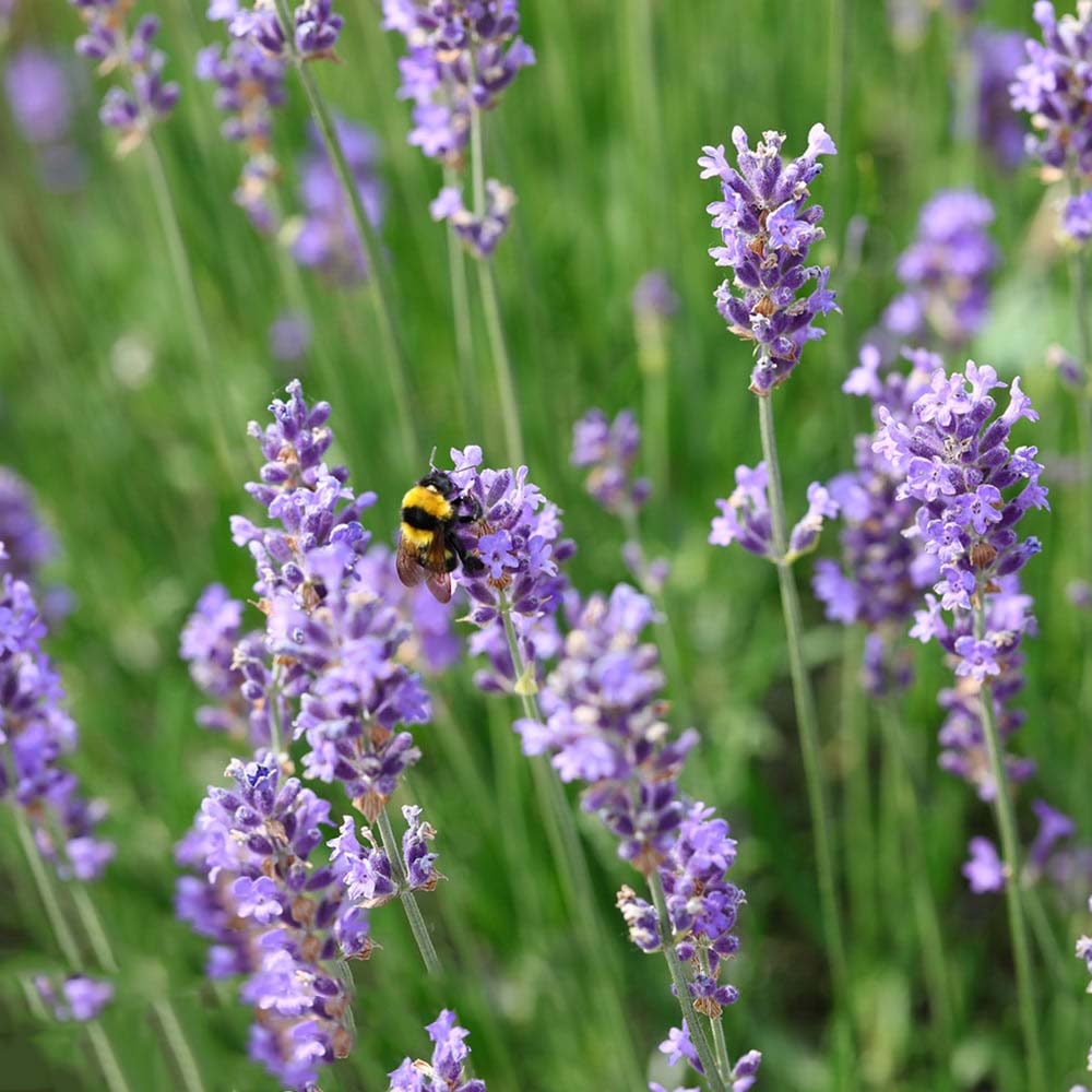 Light Lavender Succulent Flower Seeds for Planting – Heirloom, Non-GMO, Cut Flower Favorite, High Germination