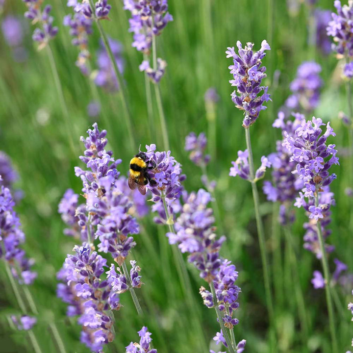 Light Lavender Succulent Flower Seeds for Planting – Heirloom, Non-GMO, Cut Flower Favorite, High Germination