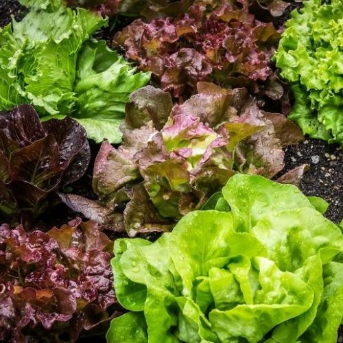 Indoor Lettuce Mix Seeds for Planting – Heirloom, Non-GMO, Leafy Vegetable for Containers – High Germination