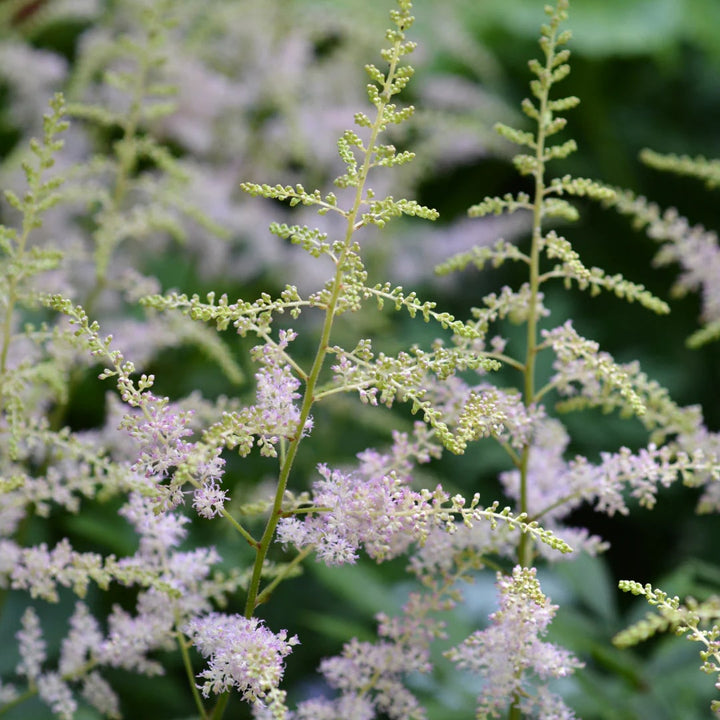 Green Astilbe Flower Seeds for Planting – Heirloom, Non-GMO, Fragrant, High Germination Organic Garden Seeds