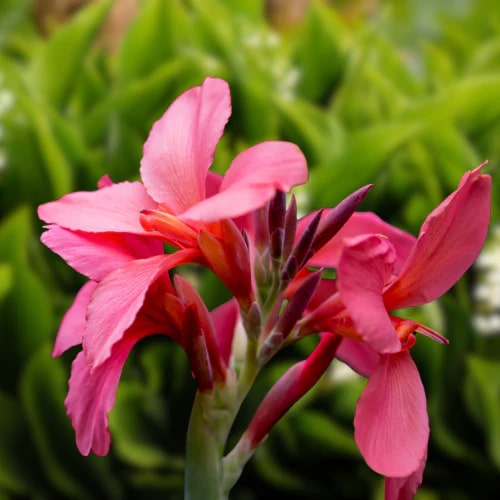 Canna Flower Seeds for Planting – Heirloom Non-GMO Seeds, High Germination for Organic Garden