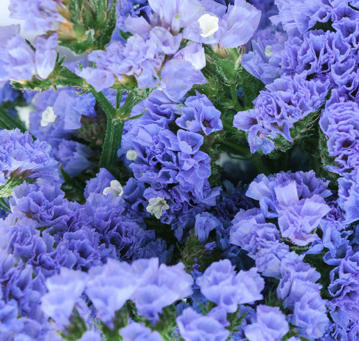 Statice Pale Blue Flower Seeds for Planting – Shade Tolerant, Heirloom, Non-GMO, High Germination