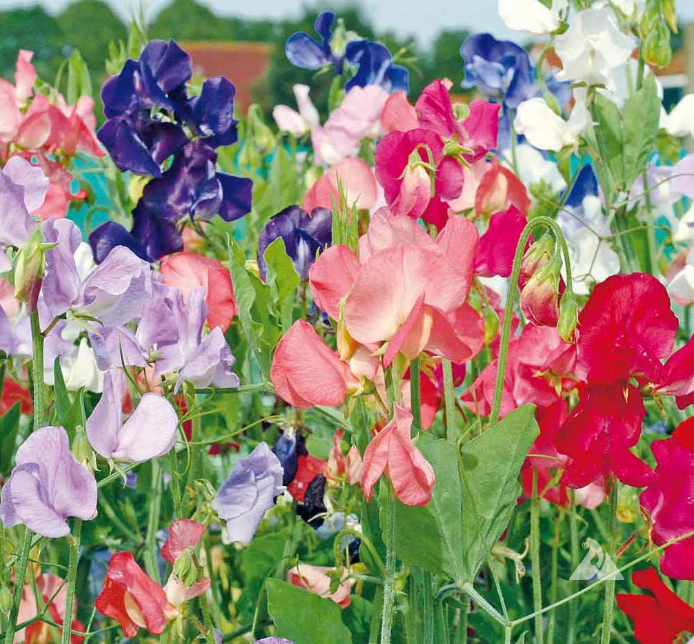 Multi Sweet Pea Flower Seeds for Planting – Low Maintenance Heirloom Non-GMO Seeds for Home Garden