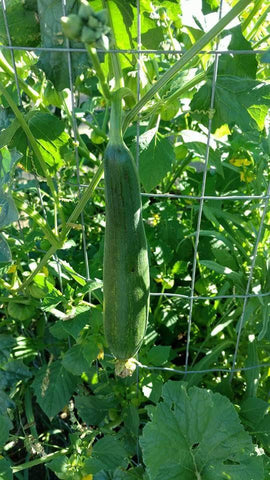 Luffa Gourd Seeds – Heirloom Non-GMO Edible and Sponge-Producing Vegetable Seeds for Planting, Organic Garden Seeds