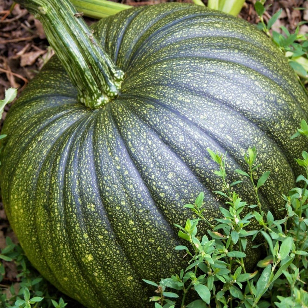 Pumpkin Seeds for Planting – Heirloom & Non-GMO, High Germination Organic Garden Seeds for Seasonal Harvests