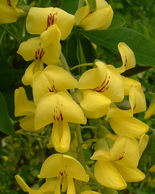 Yellow Laburnum Flower Seeds for Planting – Heirloom Non-GMO, High Germination Organic Garden Seeds