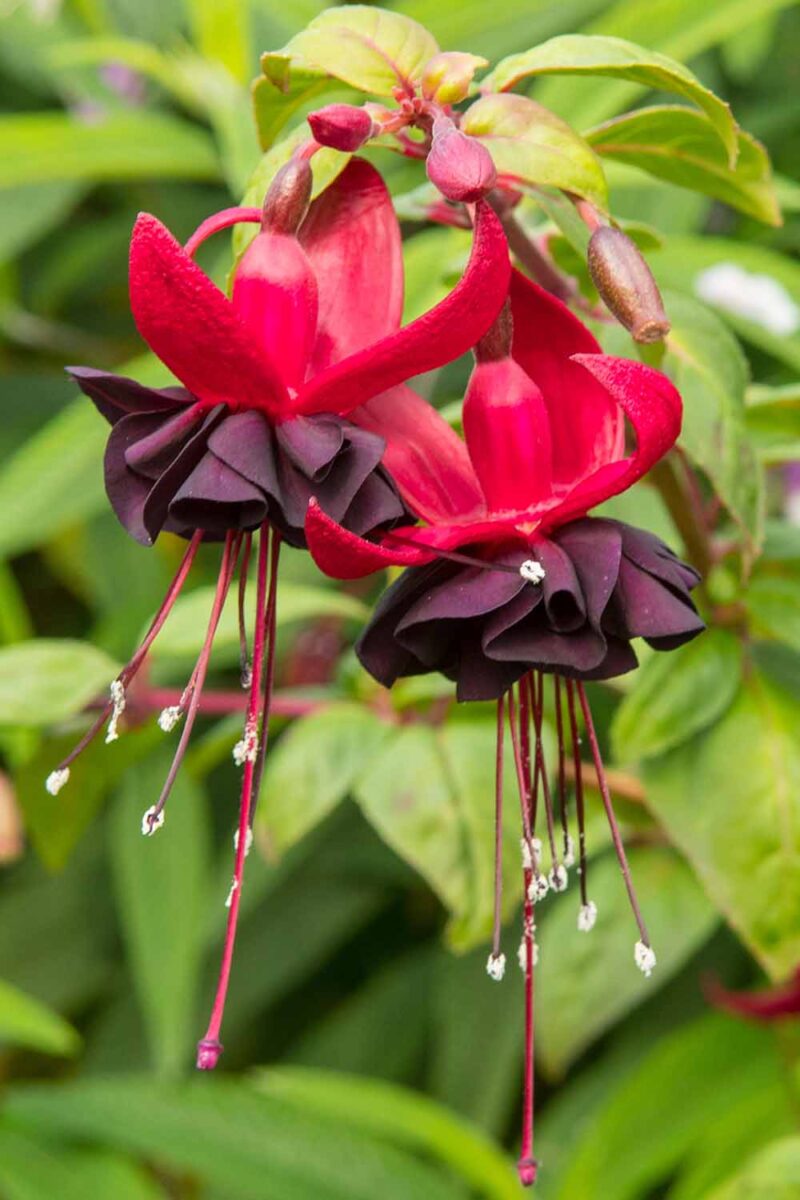 Dark Maroon Red Fuchsia Flower Seeds for Planting – Heirloom, Non-GMO, High Germination Organic Garden Seeds, Wildflower Mix