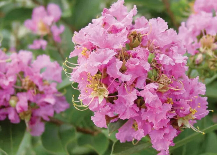 Pink Crape Myrtle Flower Seeds for Planting – Heirloom Non-GMO, High Germination Organic Garden Seeds