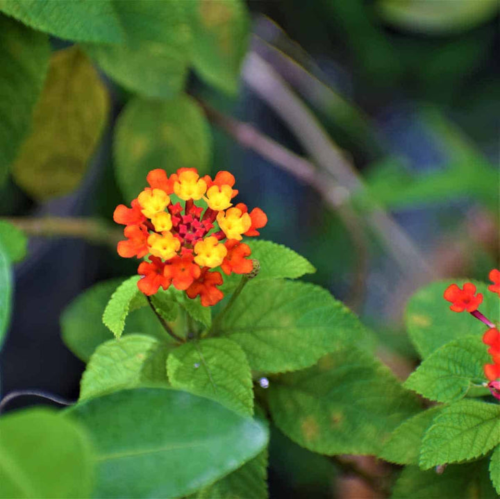 Flower Seeds, Seeds,Seeds For Planting,Plant Seeds