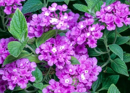 Purple Lantana Flower Seeds for Planting – Hardy Heirloom Non-GMO Organic Garden Seeds