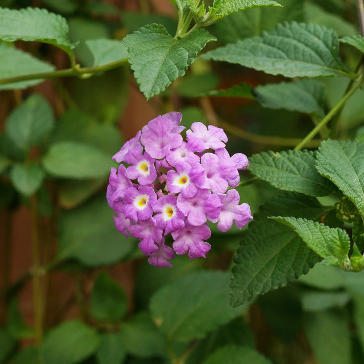 Flower Seeds, Seeds,Seeds For Planting,Plant Seeds