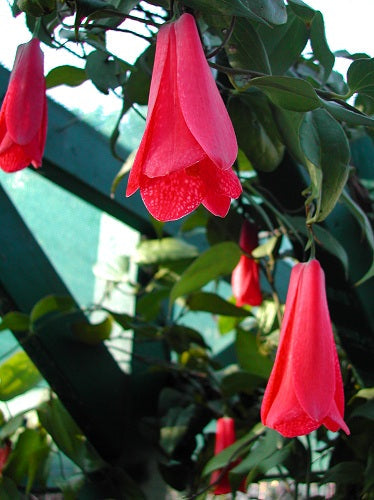 Flower Seeds, Seeds,Seeds For Planting,Plant Seeds