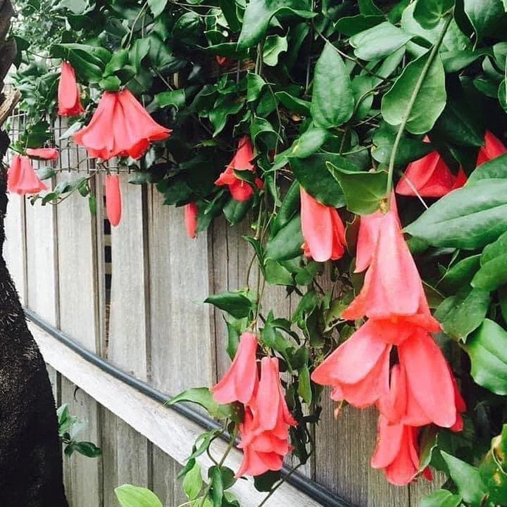 Lapageria Rosea Flower Seeds for Planting – Sun Loving, Heirloom, Non-GMO, High Germination Seeds