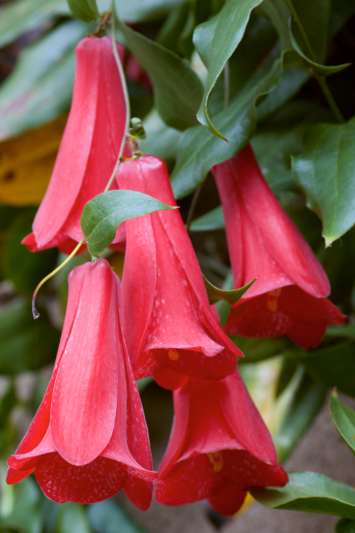 Lapageria Rosea Flower Seeds for Planting – Sun Loving, Heirloom, Non-GMO, High Germination Seeds