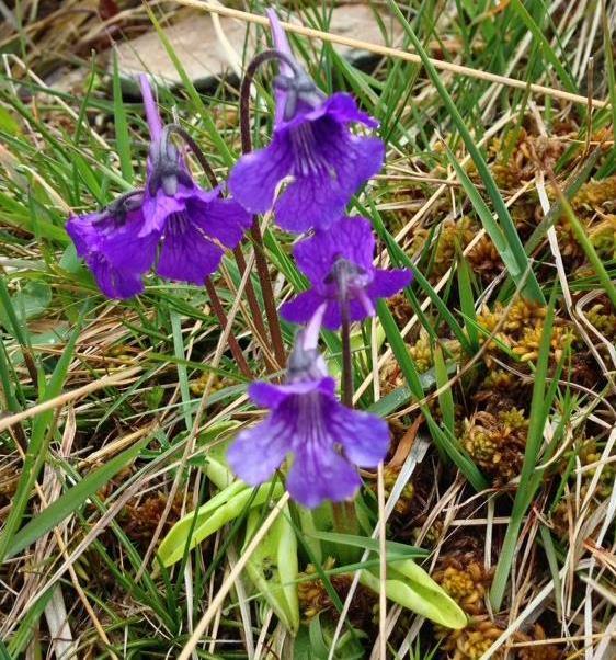 Butterwort Flower Seeds for Planting – Heirloom, Non-GMO, High Germination Organic Garden Seeds