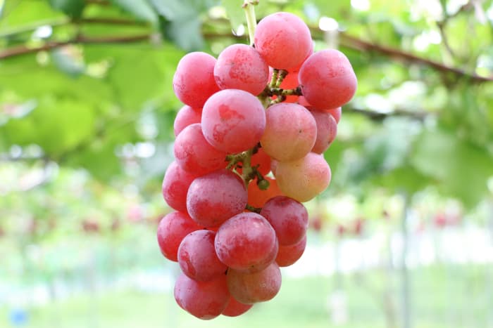 Ruby Roman Grape Fruit Seeds – Heirloom, Non-GMO Seeds for High-Quality Authentic Vine Planting
