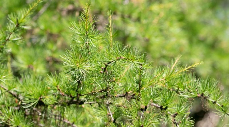 Green Larix Occidentalis Herb Seeds for Planting – Heirloom, Non-GMO Versatile Seeds for Thriving Gardens