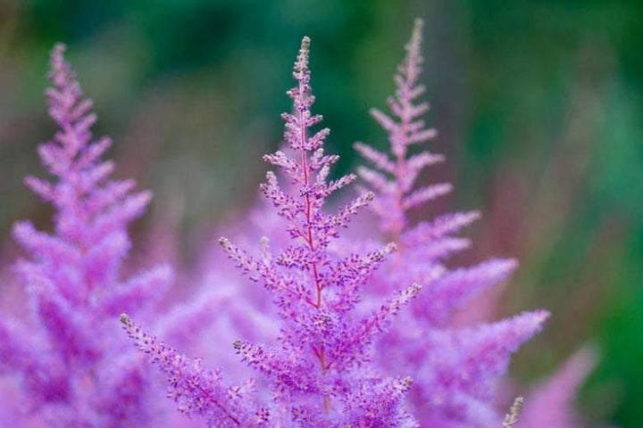 Purple Astilbe Perennial Flower Seeds for Planting – Heirloom, Non-GMO, Pollinator Friendly, High Germination