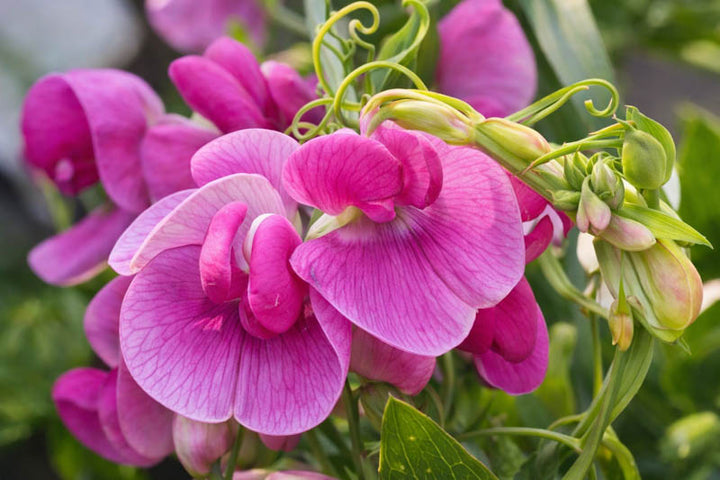 Everlasting Pea Flower Seeds for Planting – Heirloom, Non-GMO, High Germination Organic Garden Seeds