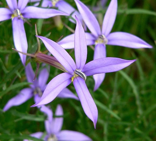 Laurentia Flower Seeds for Planting – Heirloom Non-GMO, High Germination Organic Garden Seeds