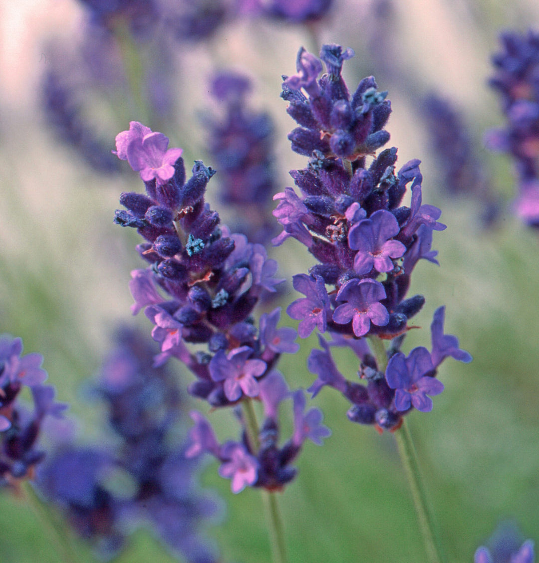 Purple Lavandula Angustifolia Lavender Herb Seeds for Planting – Heirloom, Non-GMO, Organic Garden Seeds with High Germination