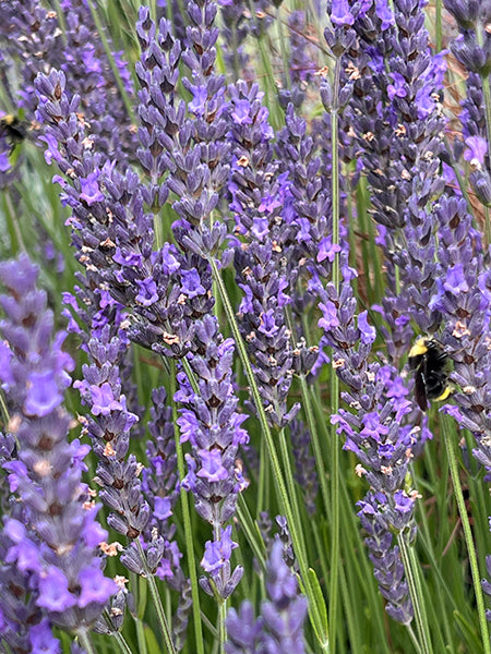 Violet Provence Lavender Flower Seeds for Planting – Heirloom, Non-GMO, High Germination Wildflowers