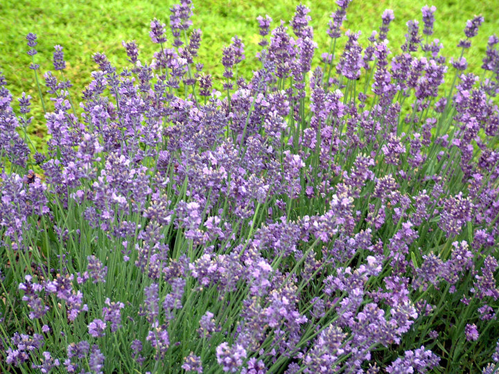 Violet Provence Lavender Flower Seeds for Planting – Heirloom, Non-GMO, High Germination Wildflowers