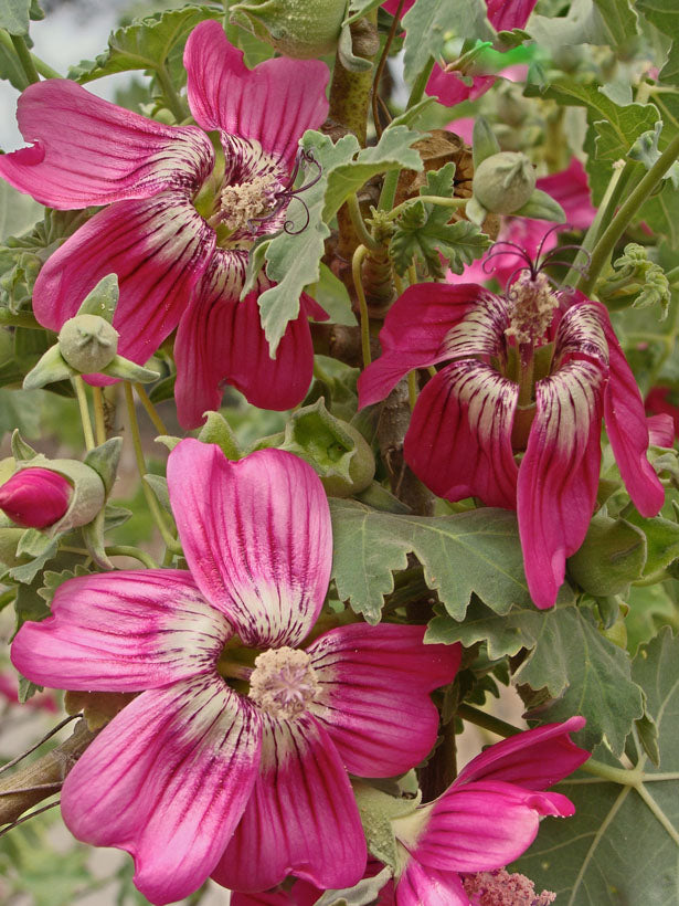 Malvarosa Flower Seeds for Planting – Heirloom Non-GMO, High Germination Organic Garden Seeds