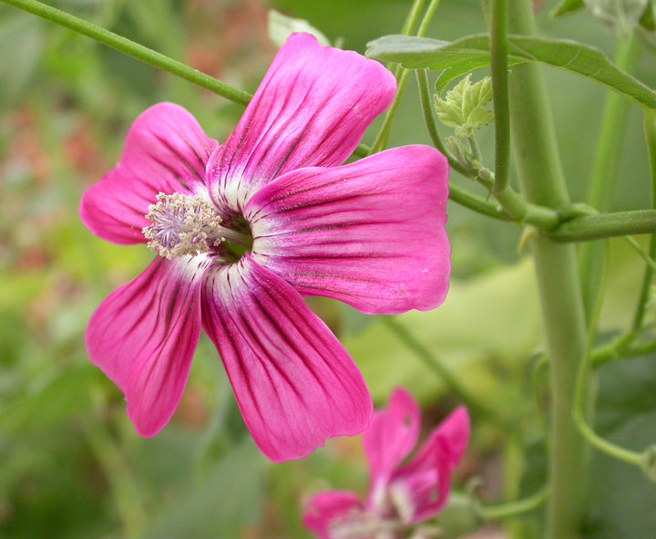 Malvarosa Flower Seeds for Planting – Heirloom Non-GMO, High Germination Organic Garden Seeds