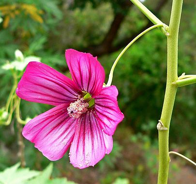 Malvarosa Flower Seeds for Planting – Heirloom Non-GMO, High Germination Organic Garden Seeds